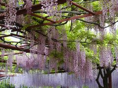 -嘉定紫藤园