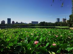 -莲花池公园