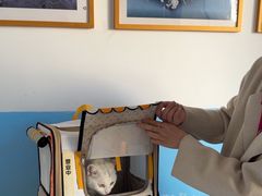 -瑞派福兴宠物医院犬猫全科·骨科·中西医结合(河东店)