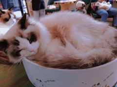 -喵喵咪呀布偶猫咖(春熙路店)