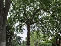 -西湖外事游船(花港观鱼码头)