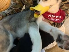 -Husky Go! 哈士奇体验馆·宠物咖啡厅狗咖