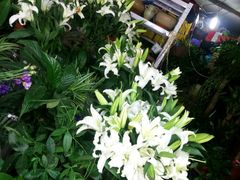 -沪花拾者(好再来花卉鲜花店)