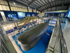 -上海海洋大学鱼文化博物馆(军工路校区)