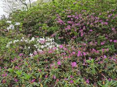 -苏州上方山国家森林公园