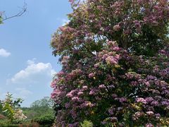 -中国科学院西双版纳热带植物园
