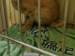 -瑞派·关忠动物医院·猫专科·犬专科(三环新城店)