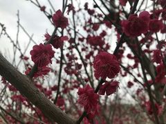 -香雪海