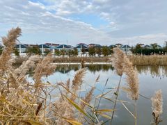 -鹦鹉洲湿地公园