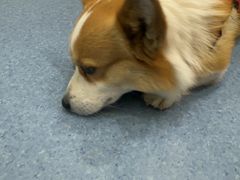 -佑安动物医院·全科·内窥镜中心(幸福巷店)