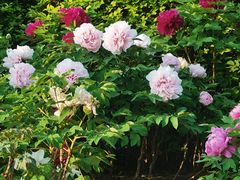 -莲花池公园
