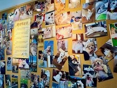 -翊宠yipet猫狗购宠庄园犬舍•猫舍