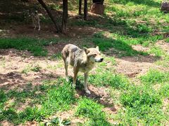 -大连森林动物园