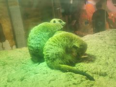 -正佳雨林生态植物园