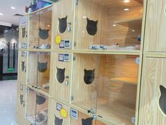 -小猫来了猫舍(福田店)