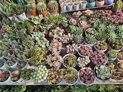 -桂林市花鸟市场