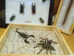 -上海大自然野生昆虫馆(东方明珠·爬宠昆虫探索中心)