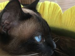 -猫的茶·猫咖