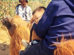 -古柏渡飞黄旅游区
