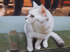 -猫咪博物馆(顶澳仔猫街店)