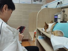 -北京观赏动物医院·24小时大型综合·猫专科·异宠专科
