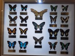 -上海昆虫博物馆