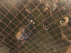 -鱼窝棚柴火铁锅炖(富山屯店)