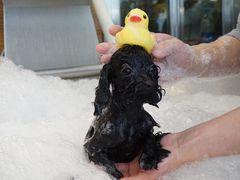 -PETKIT小佩宠物(古北店)