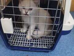 -美联众合动物医院(·中兽医·疑难杂症·严家桥分院)