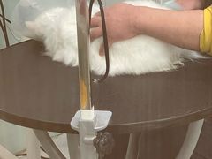 -中农大我爱我爱动物医院·核磁CT·猫病·24小时夜诊中心(石佛营店)