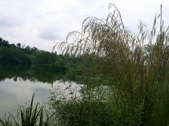 -白鹭湾湿地公园