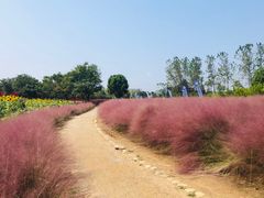 -杭州湾海上花田景区