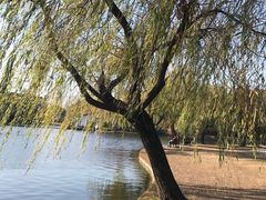 -上海共青森林公园