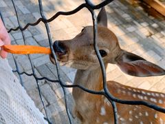 -长白岛森林公园