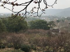 -香雪海