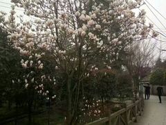-郫都区农科村景区
