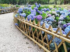 -上海共青森林公园