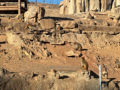 -石家庄市动物园