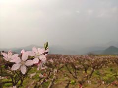-桑洲油菜花景区