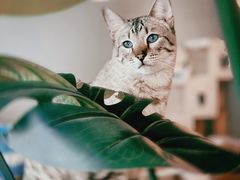 -Cappucimeow猫咪咖啡馆(韦伯时代店)