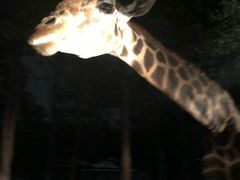 -清迈夜间动物园