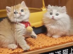 -欣宠猫屋·矮脚拿破仑·蓝金金渐层