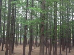 iphone_upload_pic-八大关景区