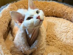 -有猫咖啡umeow coffee