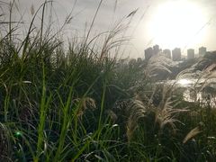 -金海湾滨江公园