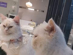 -怪兽屋·羊驼·猫咖·狗咖(俊华广场店)