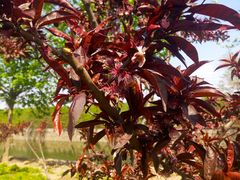 -天津东丽湖风景区