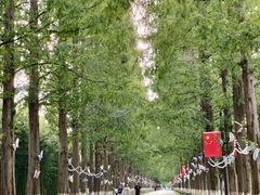 -黄海国家森林公园