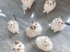 -万达广场(东莞东城店)