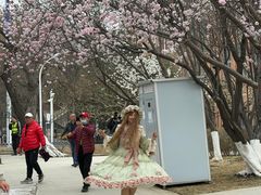 -桃花堤公园